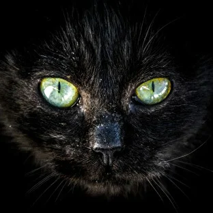 black-cat-green-eyes | MGY OU | MGY OU Juoda katė žaliomis akimis